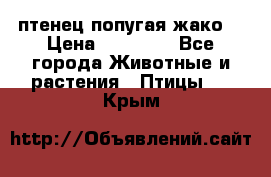 птенец попугая жако  › Цена ­ 60 000 - Все города Животные и растения » Птицы   . Крым